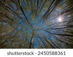 Trees reaching to the sky through the forest. The sun shining. Background shot for the metaphor of environmental protection of our planet. Wide angle nature photo taken with fisheye lens.