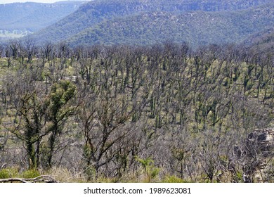 Trees Are Recovering After Large Bushfire On Mountain.