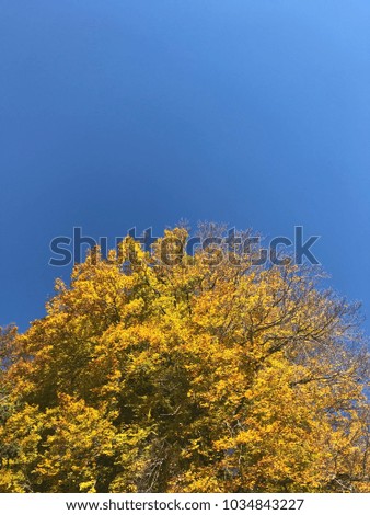 Golden Autumn Environment