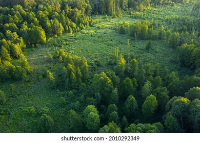 Trees, Reeds And River, Wetlands Near The Forest, Top View. Wonderful Summer Landscape, Drone View. Abstract Natural Background.