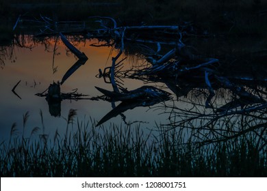 Trees reflected in the evening and the water surface