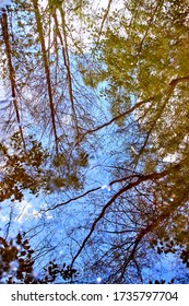 Trees reflected in a forest pond