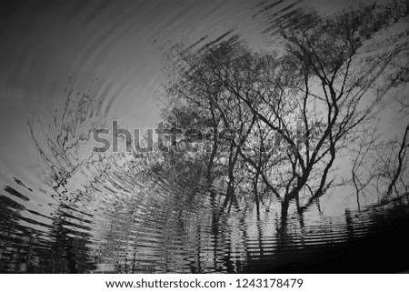 Image, Stock Photo Windy today Environment