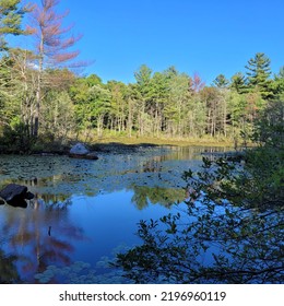 Trees Reflected In A Lake, Central Massachusetts