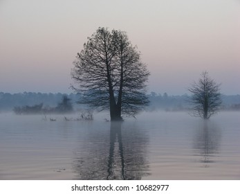 Trees reflected in lake at dawn