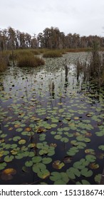 Trees Reflected In A Lily Pad Pond Area On Lake Butler At The Tibet Butler Nature Preserve In Orlando Florida