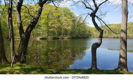 Stock Photo And Image Portfolio By L A Nature Graphics Shutterstock