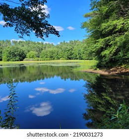 Trees Reflected In A Pond, Central Massachusetts