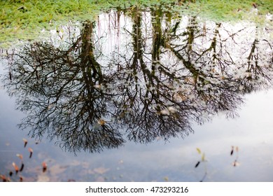 Trees reflected in puddle