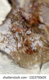 Trees reflected in a puddle of water. A pool of water  that reflects vegetation. Reflection in the water