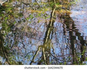 Trees reflected in the water