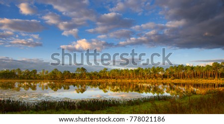 Trees reflecting in lake in early morning light in T. Mabry Carlton, Jr. Memorial Reserve in Venice Florida