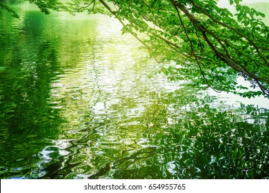 Trees reflecting on the surface of the water