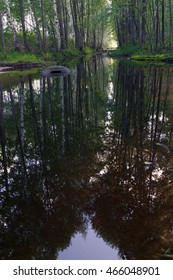 trees reflection