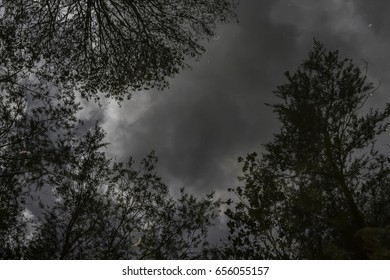 Trees Reflection