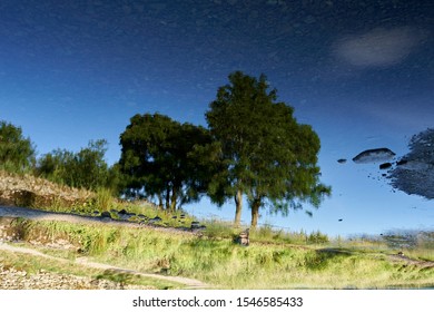trees reflection on a lake