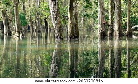 Trees reflection on water (in Hong Kong Shing Mun Reservoir)