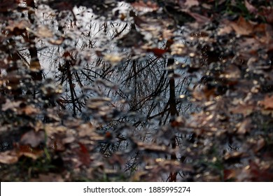 Trees Reflection In A Pool Of Water