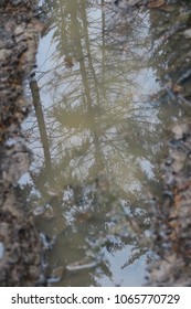 a tree's reflection in the water