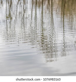 trees reflection in the water 
