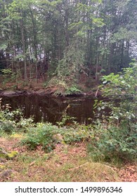 The trees reflection in the water makes it beatiful