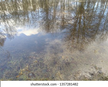 trees reflections in the water puddle texture background