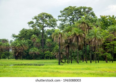 Trees In Rice Field In Casamance