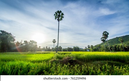 Trees In Rice Field, Kampong Chhnang, Cambodia