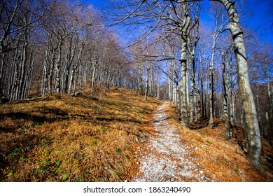 Trees In Risnjak National Park In Croatia