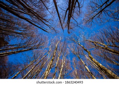 Trees In Risnjak National Park In Croatia