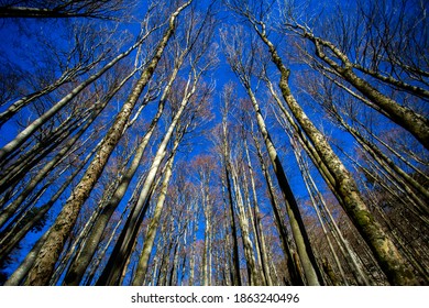 Trees In Risnjak National Park In Croatia