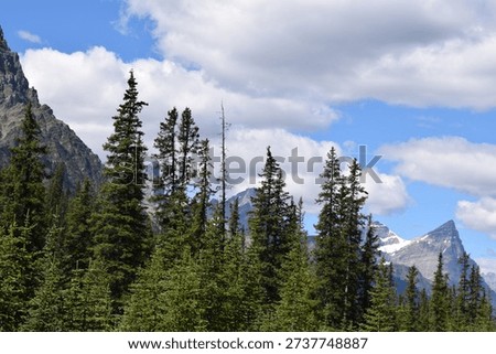 trees to rival the mountains
