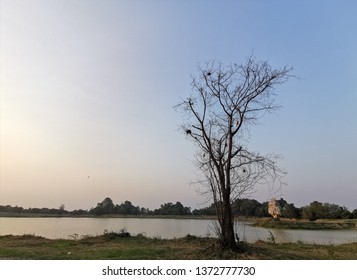 Trees in the river