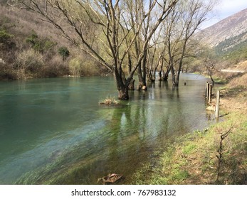 Trees in river