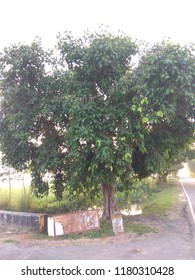Trees in the road 