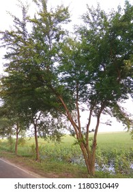Trees in the road 