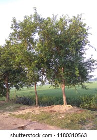 Trees in the road 