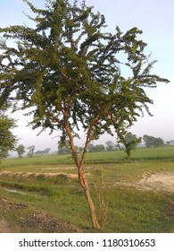 Trees in the road 