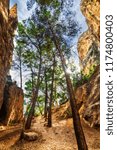 Trees in the rocks-13