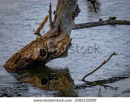Similar – Image, Stock Photo Shore from roots in an inland water body