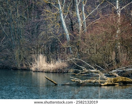 Similar – Image, Stock Photo Shore from roots in an inland water body