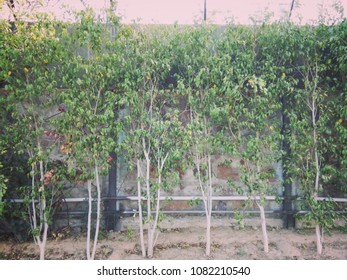 trees in a row