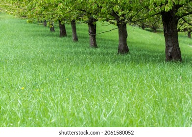 trees  in a row in summer
