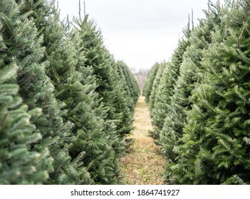 Trees in rows at Christmas Tree Farm 