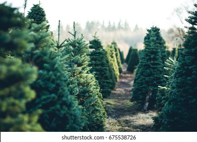 Trees in Rows at a Christmas Tree Farm - Shutterstock ID 675538726