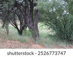 Trees in rural Cochise County, Arizona