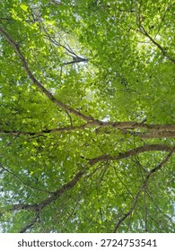 Trees rustling and reflecting lights and shadows with gentle summer breeze wind in Auckland, New Zealand.