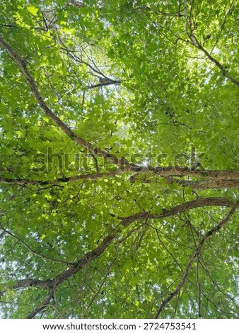 Trees rustling and reflecting lights and shadows with gentle summer breeze wind in Auckland, New Zealand.