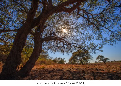 Trees In Savana. Savana In Baluran National Park, East Java.