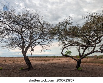 Trees In Savana, Baluran National Park